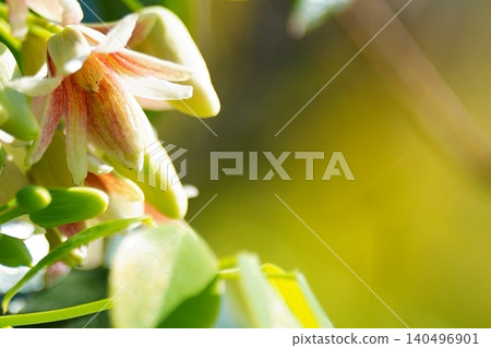 Stauntonia flowers blooming in soft light Stauntonia flowers blooming in soft light 140496901