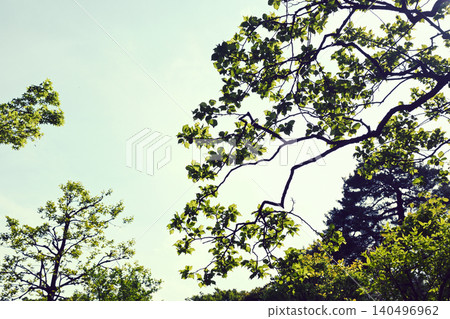 Blue sky and trees in the forest Blue sky and trees in the forest 140496962