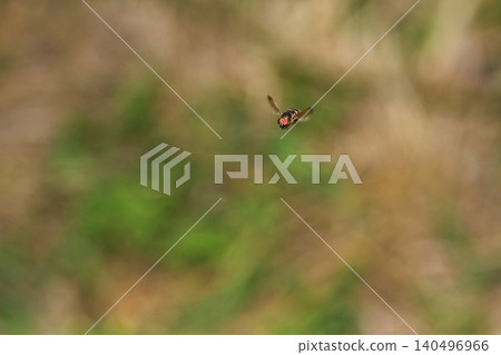 A fly, possibly a black-toothed blowfly (Anoplophora triphylla), that is hovering. A fly, possibly a black-toothed blowfly (Anoplophora triphylla), that is hovering. 140496966