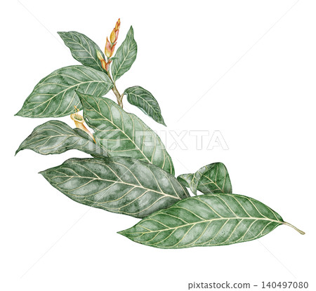 Watercolor Sanchezia plant elongated composition. Hand drawn arrangement with tropical green leaf and flower in botanical style. Exotic floral natural design for garden card or botanical art template Watercolor Sanchezia plant elongated composition. Hand drawn arrangement with tropical green leaf and flower in botanical style. Exotic floral natural design for garden card or botanical art template 140497080