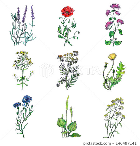 A collection of wildflowers and medicinal herbs A collection of wildflowers and medicinal herbs 140497141