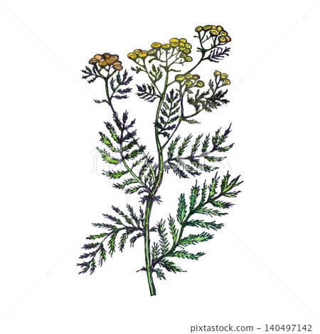A vibrant watercolor illustration of medicinal yellow tansy A vibrant watercolor illustration of medicinal yellow tansy 140497142