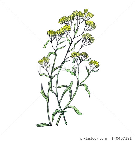A watercolor sketch of a yellow immortelle A watercolor sketch of a yellow immortelle 140497181
