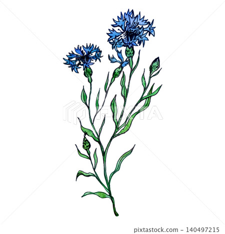 A sprig of blue cornflower painted in watercolor A sprig of blue cornflower painted in watercolor 140497215