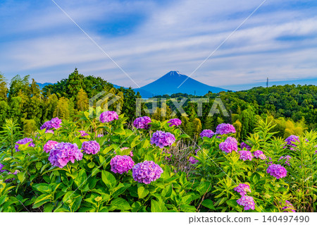 [Shizuoka Prefecture] Mount Fuji seen through hydrangeas from the western foot of Hakone 140497490