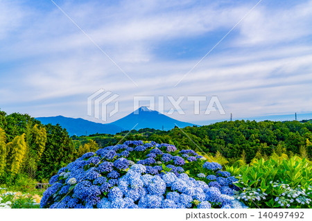 [Shizuoka Prefecture] Mount Fuji seen through hydrangeas from the western foot of Hakone 140497492