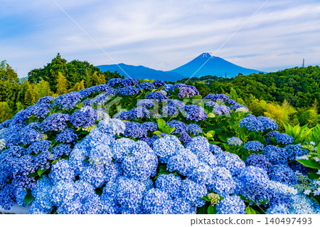 [Shizuoka Prefecture] Mount Fuji seen through hydrangeas from the western foot of Hakone 140497493