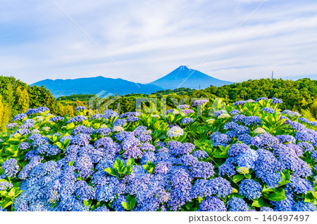 【靜岡縣】從箱根西麓透過繡球花眺望富士山 【靜岡縣】從箱根西麓透過繡球花眺望富士山 140497497