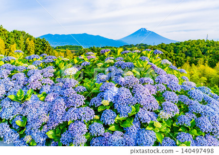 【靜岡縣】從箱根西麓透過繡球花眺望富士山 【靜岡縣】從箱根西麓透過繡球花眺望富士山 140497498