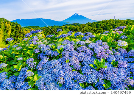 [Shizuoka Prefecture] Mount Fuji seen through hydrangeas from the western foot of Hakone 140497499