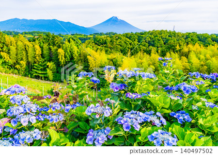 [Shizuoka Prefecture] Mount Fuji seen through hydrangeas from the western foot of Hakone 140497502