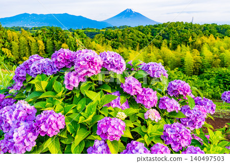 【靜岡縣】從箱根西麓透過繡球花眺望富士山 【靜岡縣】從箱根西麓透過繡球花眺望富士山 140497503