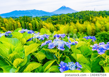 [Shizuoka Prefecture] Mount Fuji seen through hydrangeas from the western foot of Hakone 140497504