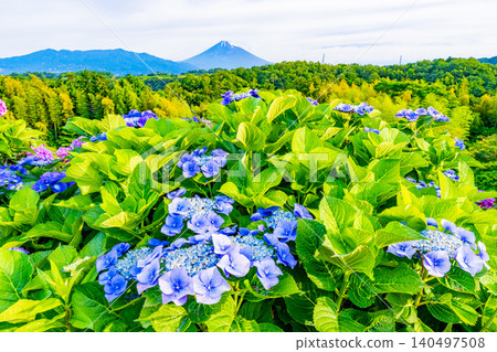 [Shizuoka Prefecture] Mount Fuji seen through hydrangeas from the western foot of Hakone 140497508