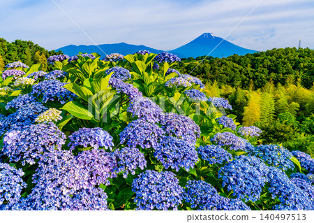 [Shizuoka Prefecture] Mount Fuji seen through hydrangeas from the western foot of Hakone 140497513
