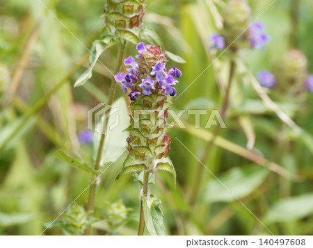 Flowering of Labiatae Utsubogusa Flowering of Labiatae Utsubogusa 140497608