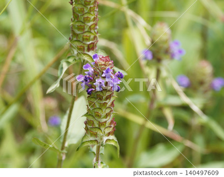 Flowering of Labiatae Utsubogusa Flowering of Labiatae Utsubogusa 140497609