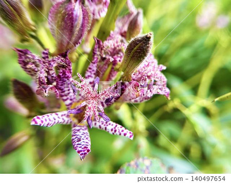 The mottled pattern of the toad lily flower is vibrant and beautiful. The mottled pattern of the toad lily flower is vibrant and beautiful. 140497654