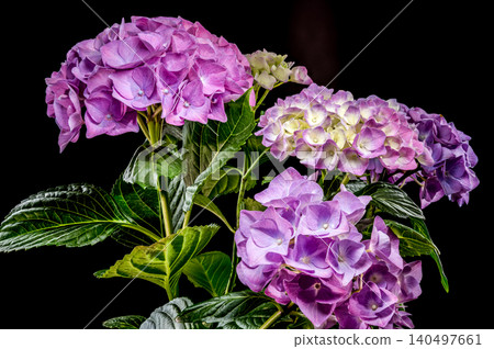 Beautiful purple hydrangea flowers blooming against a solid black background Beautiful purple hydrangea flowers blooming against a solid black background 140497661