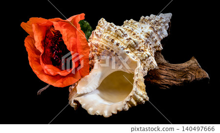 Red Poppy Flower and Sea Shell on Plain Black Background 140497666