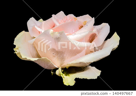 Beautiful blooming pale pink rose with water drops on black background Beautiful blooming pale pink rose with water drops on black background 140497667