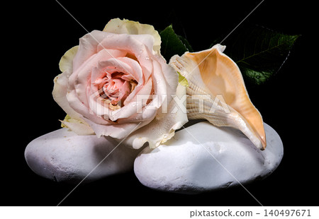 Beautiful pink rose with seashell and leaves on white stones Beautiful pink rose with seashell and leaves on white stones 140497671