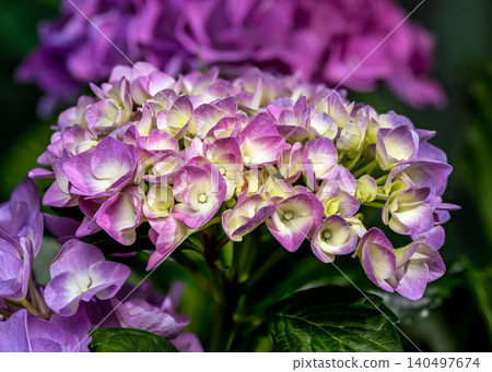 Beautiful purple hydrangea flowers blooming against dark green foliage Beautiful purple hydrangea flowers blooming against dark green foliage 140497674