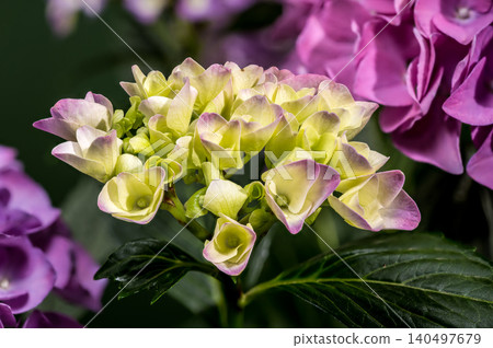 Beautiful young hydrangea flower bud blooming in lush botanical garden 140497679