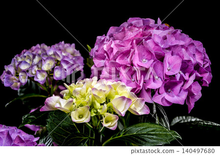 Beautiful purple hydrangea flowers blooming against a solid black background Beautiful purple hydrangea flowers blooming against a solid black background 140497680
