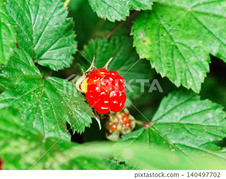 苦草莓的紅色果實 苦草莓的紅色果實 140497702