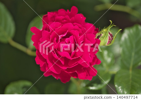 Red rose, glamorous ruffle Red rose, glamorous ruffle 140497714