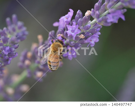 Lavender flowers and honeybee Lavender flowers and honeybee 140497747