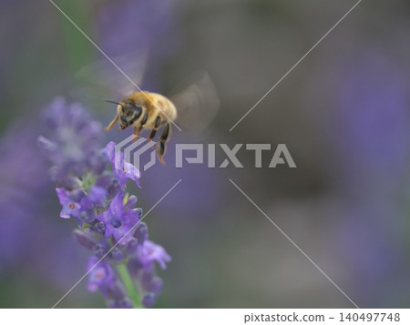 Lavender flowers and honeybee Lavender flowers and honeybee 140497748