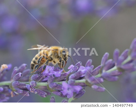 Lavender flowers and honeybee Lavender flowers and honeybee 140497749