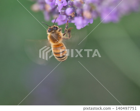 Lavender flowers and honeybee Lavender flowers and honeybee 140497751