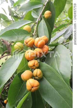 Suregada multiflora, sometimes called the false lime tree plant 140497759