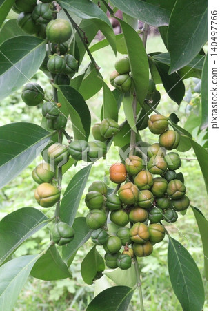 Suregada multiflora, sometimes called the false lime tree plant 140497766