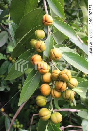 Suregada multiflora, sometimes called the false lime tree plant 140497771