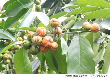 Suregada multiflora, sometimes called the false lime tree plant Suregada multiflora, sometimes called the false lime tree plant 140497774