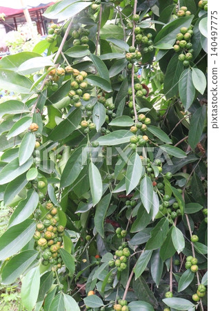 Suregada multiflora, sometimes called the false lime tree plant Suregada multiflora, sometimes called the false lime tree plant 140497775