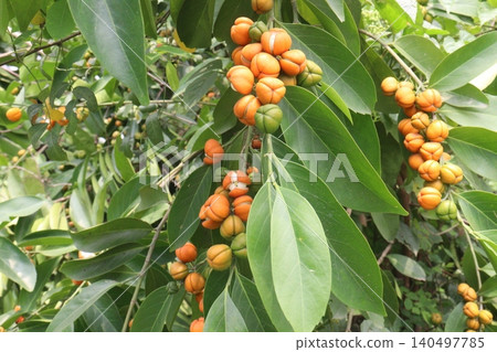 Suregada multiflora, sometimes called the false lime tree plant Suregada multiflora, sometimes called the false lime tree plant 140497785