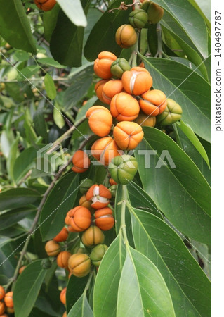 Suregada multiflora, sometimes called the false lime tree plant 140497787