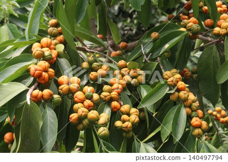 Suregada multiflora, sometimes called the false lime tree plant Suregada multiflora, sometimes called the false lime tree plant 140497794
