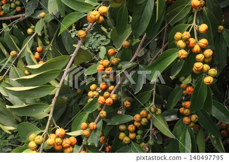 Suregada multiflora, sometimes called the false lime tree plant Suregada multiflora, sometimes called the false lime tree plant 140497795