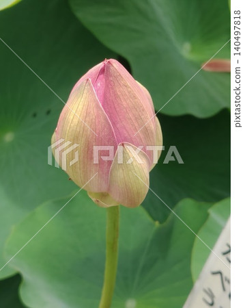 Oga lotus buds Oga lotus buds 140497818