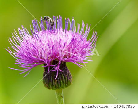 薊，菊科薊的花序頭 140497859