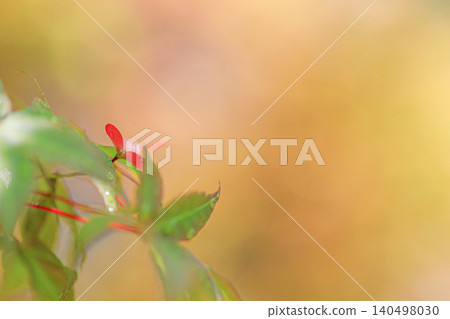 Maple seeds Maple seeds 140498030