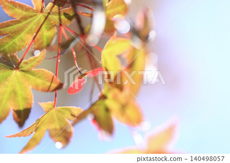 Maple seeds Maple seeds 140498057