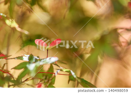 Maple seeds Maple seeds 140498059