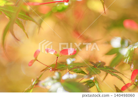 Maple seeds Maple seeds 140498060